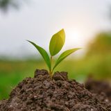Is Carbon a Diamond in the rough for farmers? Reviewing the federal budget's soil strategy funding