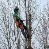 Sean Brett’s Expertise-The Importance of Arboriculture in Nasonworth