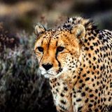 Il ghepardo persiano