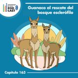 Guanaco al rescate del bosque esclerófilo de Chile