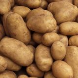 Incertidumbre entre los agricultores por la presencia masiva de patata vieja francesa en los supermercados