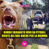 Bambino Sbranato Vivo Da Due Pitbull: Niente Da Fare Anche Per la Mamma! 