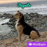 Un perrito lleva cinco años mirando el mar, esperando a un amigo que nunca va a volver