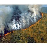 #oltrape La nostra foresta sta andando in fiamme
