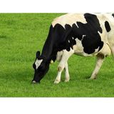 #trieste come fa la mucca a fidanzarsi?