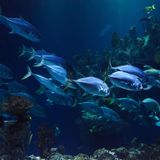 La importancia de conservar los ecosistemas marinos y costeros