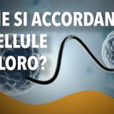 Come si accordano le cellule tra loro?