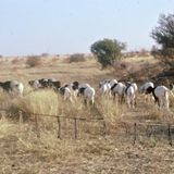 Élevage, liberté de la presse, gastronomie (Le Niger sur Kalangou)