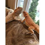 Faith's Animal Rescue Mission- Bearded Dragons!