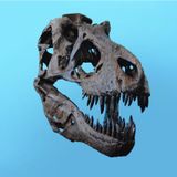 7 Il Paleontologo - A Caccia Di Dinosauri