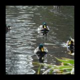 Duck Tales