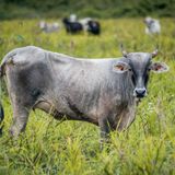Carne e soia (e caffè) trainano la deforestazione in Amazzonia