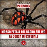 Il Morso Fatale Del Ragno Sul Wc: La Corsa In Ospedale!