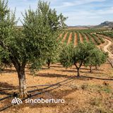 Cuánta agua necesita un olivo en regadío