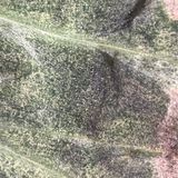 Episode 285 - Why your spider mites keep “coming back“