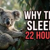 The Quiet World of Koalas _ Soft Facts to Carry You Into Sleep