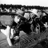 Reis, ein hart verdientes Brot
