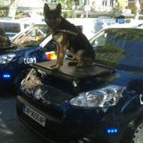5 Perros policia