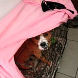 Cane lasciato per ore sul pianerottolo nella gabbia troppo piccola: denunciato il giovane proprietario