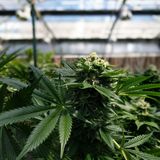 Reefer Madness with Dr. Staci Gruber