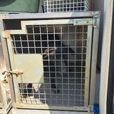 Meticcio rubato 8 anni fa a Cittadella, ritrovato grazie a un blitz anti-randagismo