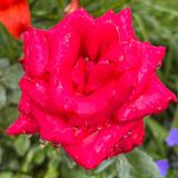Murdered: Kristin O'Connell (Part 8) Roses