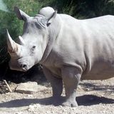 008.2 White Rhino