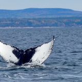 Québec Jour 14- observation des baleines