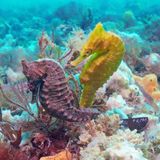 David the Seahorse saviour