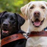Raise A Puget Sound Puppy Who Will Grow Up To Be A Guide Dog!