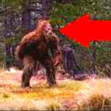 When we captured a Bigfoot
