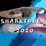 Sharktober 2020 with Melissa Cristina Márquez