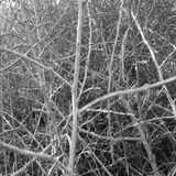 The Rodadora by Helen Gallegos Evans