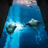 Aquarium Tank Room Ambience - 10 Hours Sleep Sound
