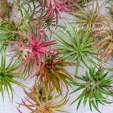 ✨ La Tillandsia✨