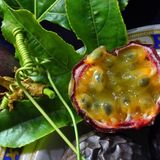 Granadilla: Il Frutto della Passione ad Alta Quota Che Fa Bene al Corpo e alla Mente