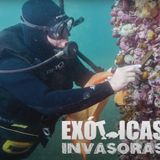 podcast 2 Especies Exóticas Invasoras. Introducciones accidentales o involuntarias y voluntarias