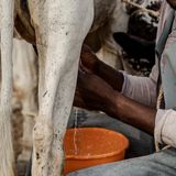 Birnin Konni : des femmes transforment le lait au sein de la coopérative Nonon Sahel (Le Niger sur Kalangou)