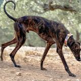 Una mano per cercare Hondo, cane levriero smarrito. Mobilitazione per trovarlo