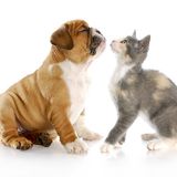 #ce Cani e gatti sono amici?