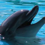 #ast Per delfini curiosi