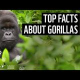 The Most Fascinating Gorilla Facts You_ve Ever Seen