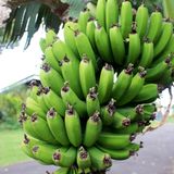 Control del picudo en el sistema productivo del plátano