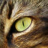 Gatti e cani vedono i fantasmi?
