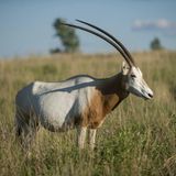 002.4 Scimitar Oryx