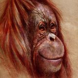 The Weekly Inspiration - The Orangutan