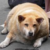 America's Pet Obesity Problem - Dogs Going Postal