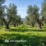 Cobertura vegetal, ¿si o no?