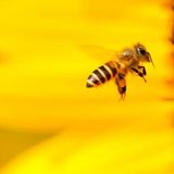 Api e biodiversità il radar che rivoluziona il monitoraggio degli impollinatori