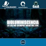 NUESTRO OXIGENO Biolumniscencia  - La luz no siempre viene del sol